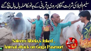 Rohi Cattle farms Stand up Comedy | Saleem Albela and Goga Pasroori in action