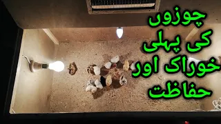 Aseel Chicks First Feed And Care Information!! Chicks Shifting To Brooder Day Second