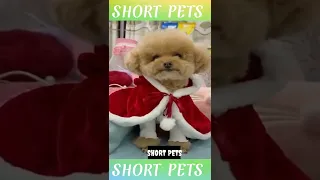 🐶Cute and Funny Dog Videos Compilation _327_ #shorts #shortsfeed #youtubeshorts #short