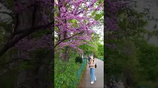 Квітне Сакура. Sakura Trees at Taras Shevchenko University Botanic Garden, Kyiv, Ukraine.