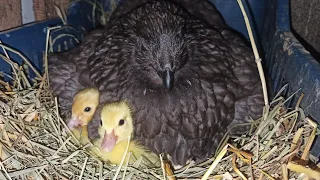 Просто нереальная милота 🐣🥰