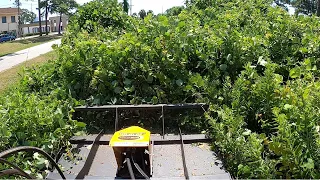 KUDZU KILLZONE! MEGA MOWER X TAKES ON SOME EXTREME KUDZU OVERGROWTH!