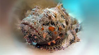 Рыба-камень или бородавчатка (Synanceia verrucosa)
