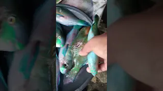 Tara mga ka Isla.. display Tayo ng huli nating isda.🥰