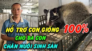 Hỗ Trợ Con Giống Chồn Mốc, Chồn Hương 100% Cho Bà Con Chăn Nuôi Sinh Sản | Chăn Nuôi Việt