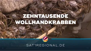 Zehntausende Wollhandkrabben an Fischtreppe in Geesthacht