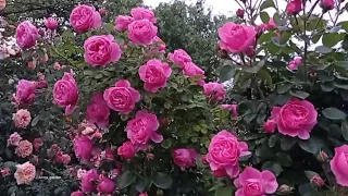 #розы #сад   Осторожно кукарекают  петухи.  Роза Леонардо да Винчи Leonardo da Vinci  Meilland, 1993