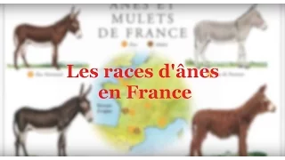 CONSEILS | Les races d'ânes en France