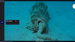 Sea Cucumber Vodcast