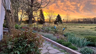 My Beautiful Garden Is Taking Off In Mid-April !