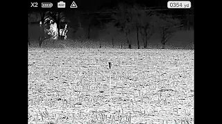 Thermal coyote hunting with N-vision Halo XRF