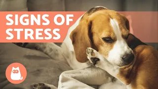 10 SIGNS of STRESS in DOGS 🐶 How to Help With Anxiety