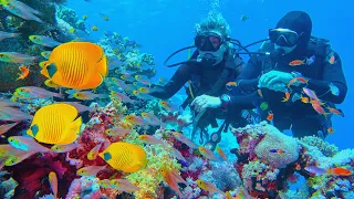 Exploring The Mysterious Creatures Of The Coral Reef | Real Wild