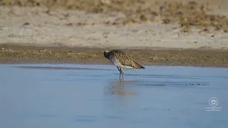 Eurasian Curlew's Cool Dip in Summer Heat! #birds #wildlife #birdslover