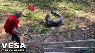 A man fights crocodile with a frying pan