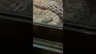 Cute Rattlesnake at the Chiricahua Desert Museum in New Mexico in the American Southwest