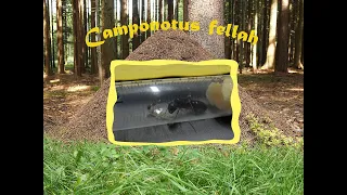 Лет Camponotus fellah