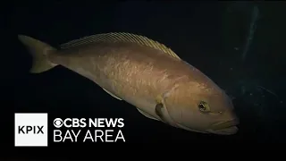 Marine conservation efforts highlighted at San Francisco's Aquarium of the Bay for Earth Day