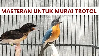 suara tledekan gunung pacitan gacor ‼️ MASTERAN untuk murai batu trotol agar cepat belajar bunyi lot