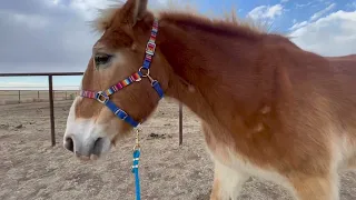 Belgian Draft Horse saved from slaugher living her best life - Update on Anna Ep.48