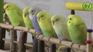 The importance of the budgerigar sleep pattern and house birds sleep hours