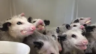 Funny possums. Opossums love to eat. (Animals #12)