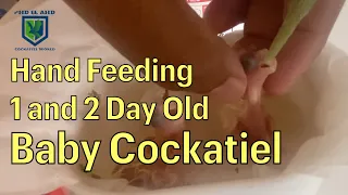 Hand Feeding baby cockatiel from 2 hours to 1 day old | Baby Cockatiel Hand Feeding Tips | Hindi