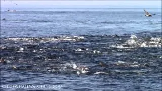 Whale Watching on the Monterey Bay 1080p