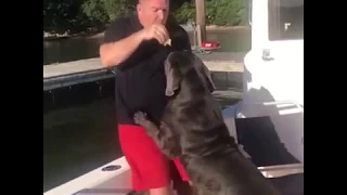 Giant Dog pushes man overboard