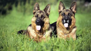 Barking Dogs (German Shepherd Barking Sounds | Mix) | (7 minutes)