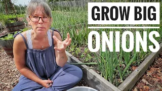 MY TOP 4 TIPS | Growing Big Onions