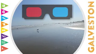 Birds, Galveston Beach VR180 3D 4K - Galveston, TX USA