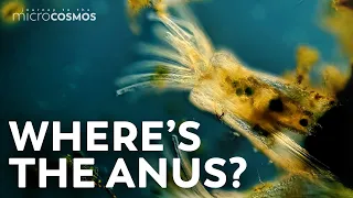 The Moss Animals That Are Defined by Their Butts