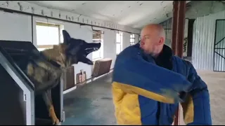 BITEWORK PROTECTION EXTREME DOG TRAINING  WITH BANDOG GERMAN SHEPHERD MALINOIS PITBULL ROTTWEILER