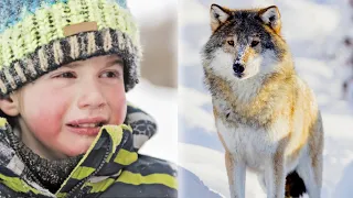 Ребенок спас волка, когда он был ещё щенком. Спустя годы они снова встретились и он плачет,зная это