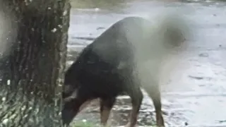 Wild hogs on the attack in Palm Coast neighborhood