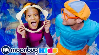 Aquarium of The Pacific | BLIPPI EXPLORES! | Educational Videos for Toddlers