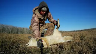 Light Colored Male Coyote