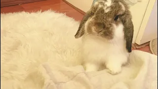 A bunny will always think of how to spend more time with it’s owner. 🐰🥰 [Vlog 54] Holland Lop