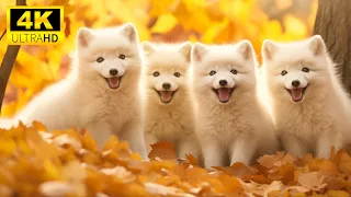 Beautiful Autumn Baby Animals With Relaxing Music (Colorfully Dynamic), Soothing Music