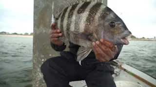 Tips And Techniques To Catch Sheepshead Around Pylons