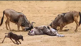 Power Of Mother Animals! Wildebeest Protect Newborn From Cheetah Hunting, Lion vs Leopard