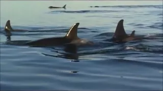Springer the orca documantary part 2