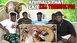 THIS IS SO SADD😱🥺ANIMALS THAT CAN K!LL THEMSELVES REACTION