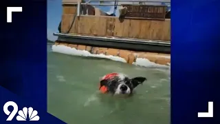 Woman’s dog survives shark attack in Florida
