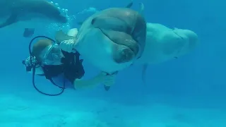 Riding a Dolphin