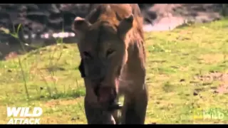 The Hippo bites jaw of the Lion break off