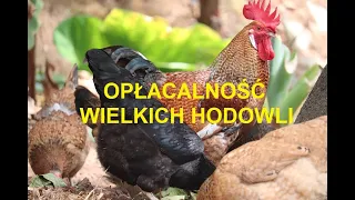 Odcinek 357 OPŁACALNOŚĆ I KOSZTY WIELKIEJ HODOWLI FERMY KUR CZĘŚĆ 1 *PORADY I WSKAZÓWKI DLA HODOWCY*