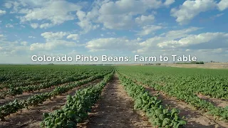 Colorado Pinto Beans: Farm to Table