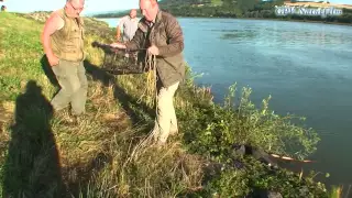 Fang von Signalkrebsen in der Donau bei Melk (Teil 1)